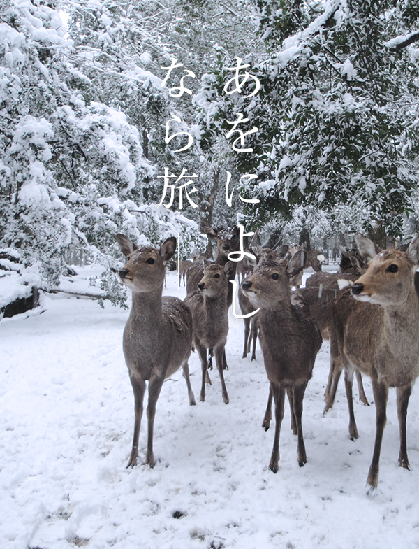冬の奈良公園