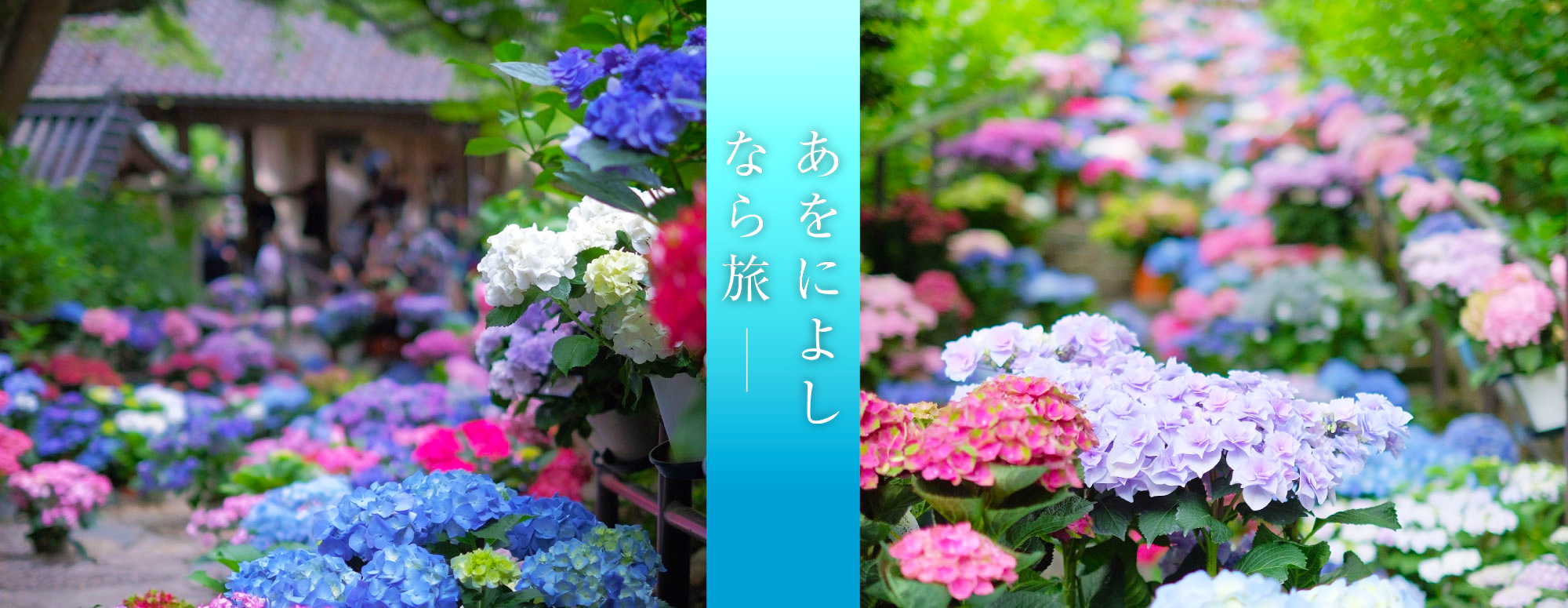 大和観音あぢさゐ回廊（長谷寺）