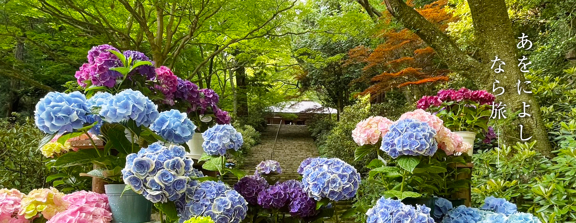 大和観音あぢさゐ回廊（室生寺）
