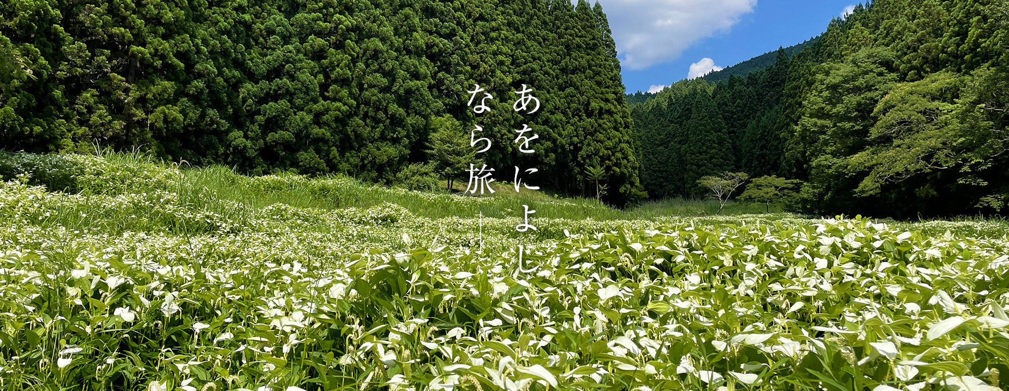岡田の谷の半夏生園