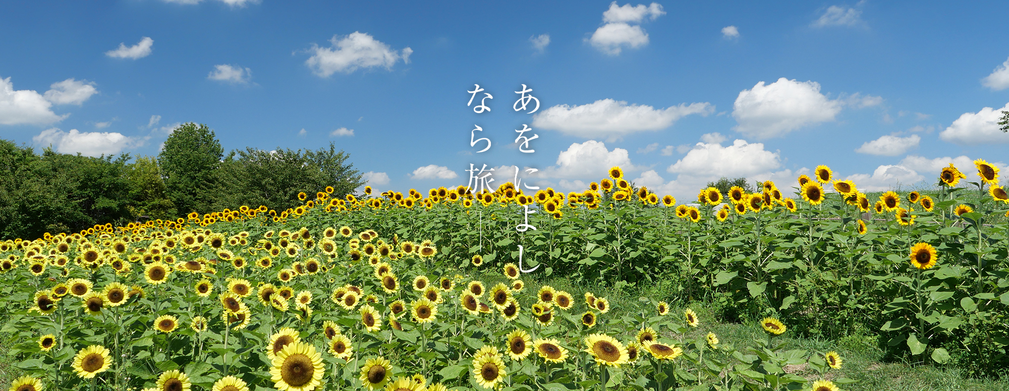 ひまわり（馬見丘陵公園）