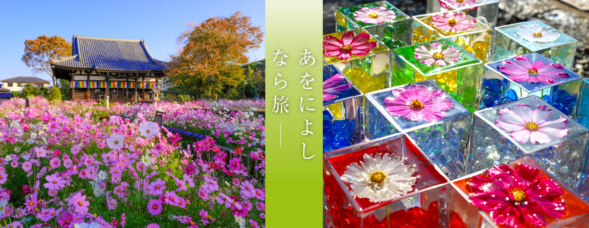 コスモス(般若寺)