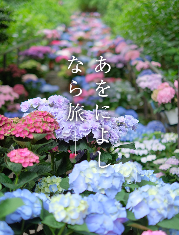大和観音あぢさゐ回廊（長谷寺）