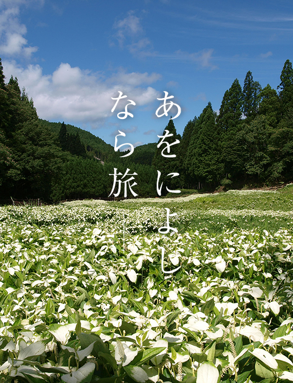 岡田の谷の半夏生園
