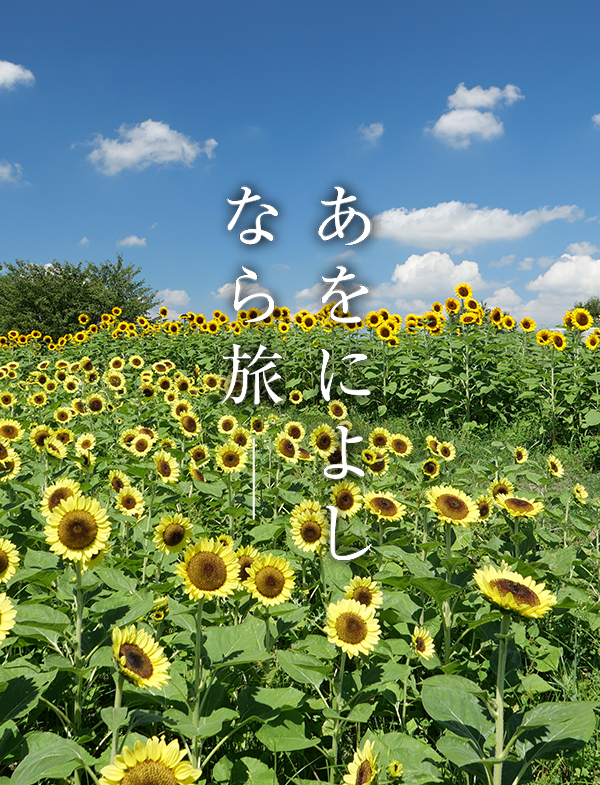ひまわり（馬見丘陵公園）