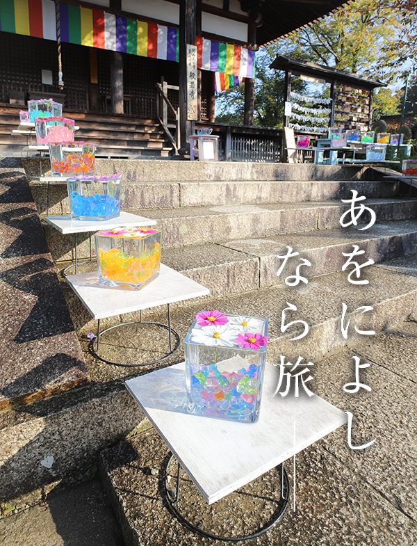 コスモス(般若寺)