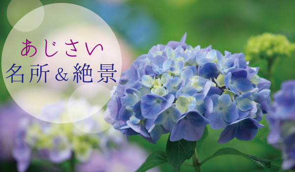 紫陽花の名所