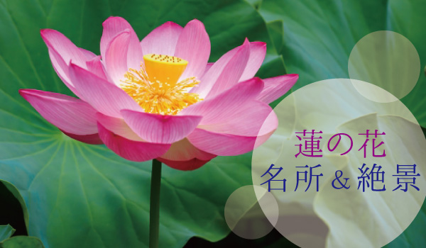 蓮の花の名所