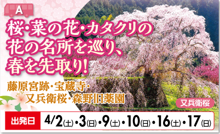 桜・菜の花・カタクリの花の名所を巡り、春を先取り！