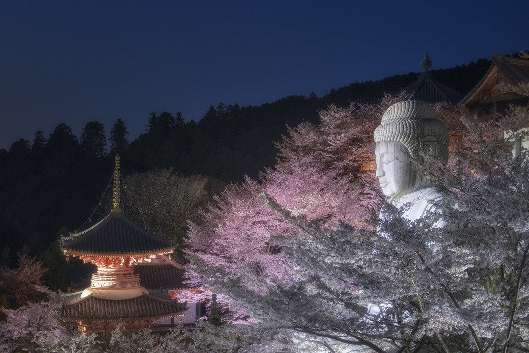 夜桜ライトアップ夜間拝観 2026