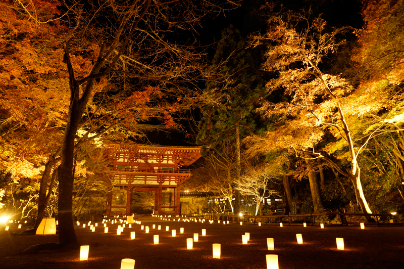 紅葉ライトアップ夜間拝観