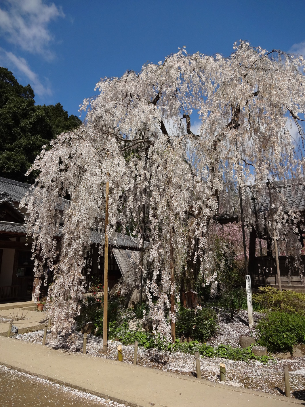 大野寺桜まつり
