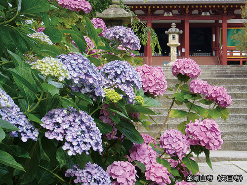 アジサイ園の開園