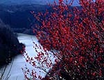県立月ヶ瀬・神野山自然公園