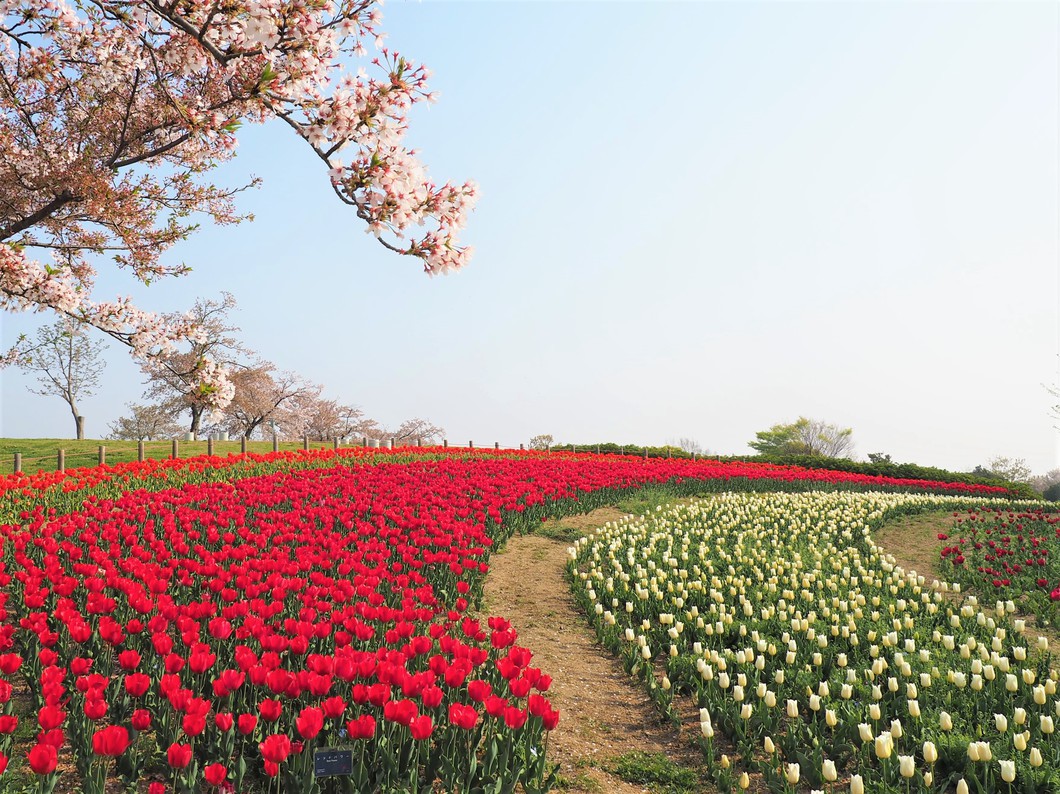 やまと花ごよみ2026　はるいろマルシェin馬見チューリップ