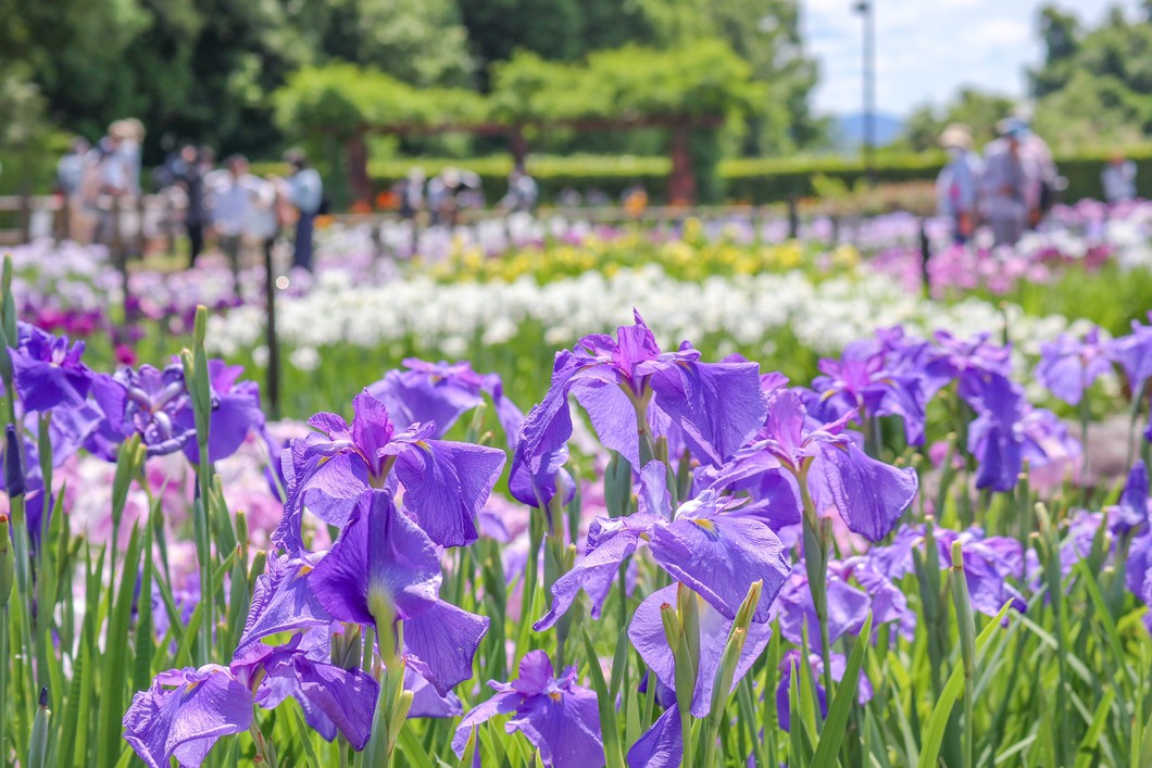 2026年 にぎわいマルシェ in 馬見花菖蒲