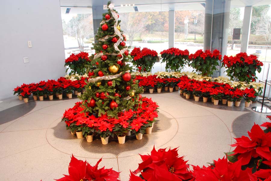 やまと花ごよみ16 馬見クリスマスイルミネーション 奈良県営 馬見丘陵公園 奈良県観光 公式サイト あをによし なら旅ネット 河合町 生駒 信貴 斑鳩 葛城エリア イベント