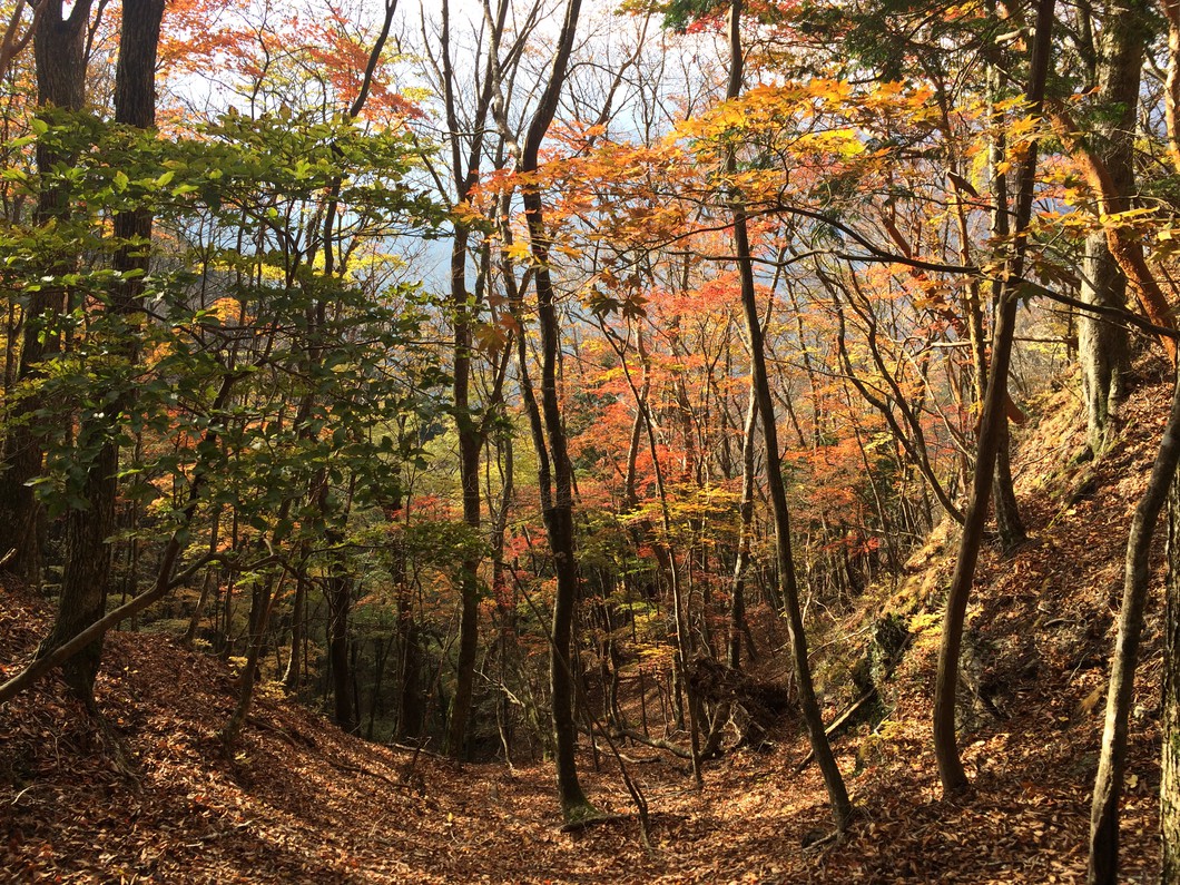 初秋の登山道