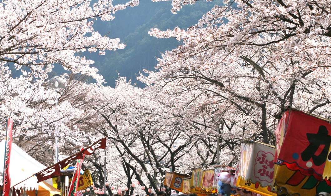 第39回下北山村さくら祭