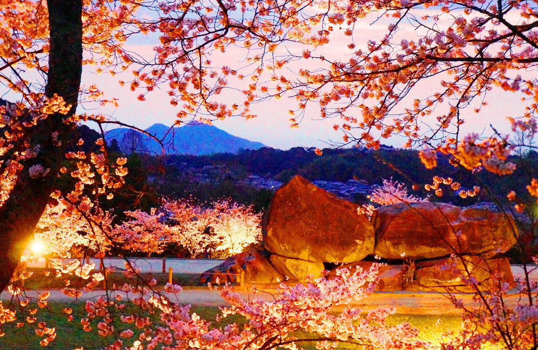 2021 石舞台古墳夜桜ライトアップ