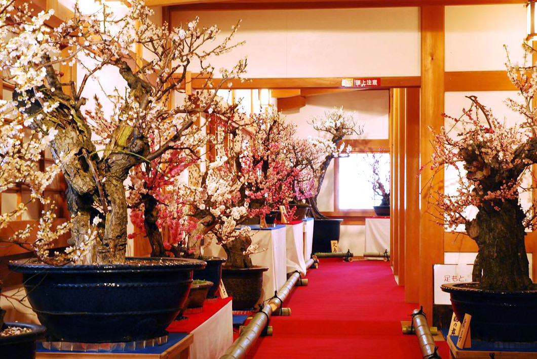 第23回 大和郡山 盆梅展