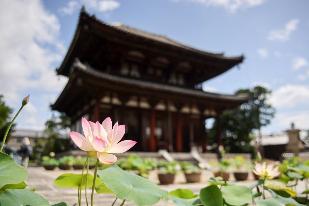 奈良・西ノ京ロータスロード～蓮と歴史を楽しむ旅～
