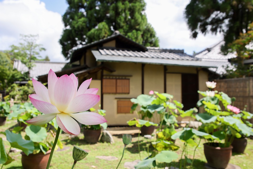 西大寺の蓮※イメージ