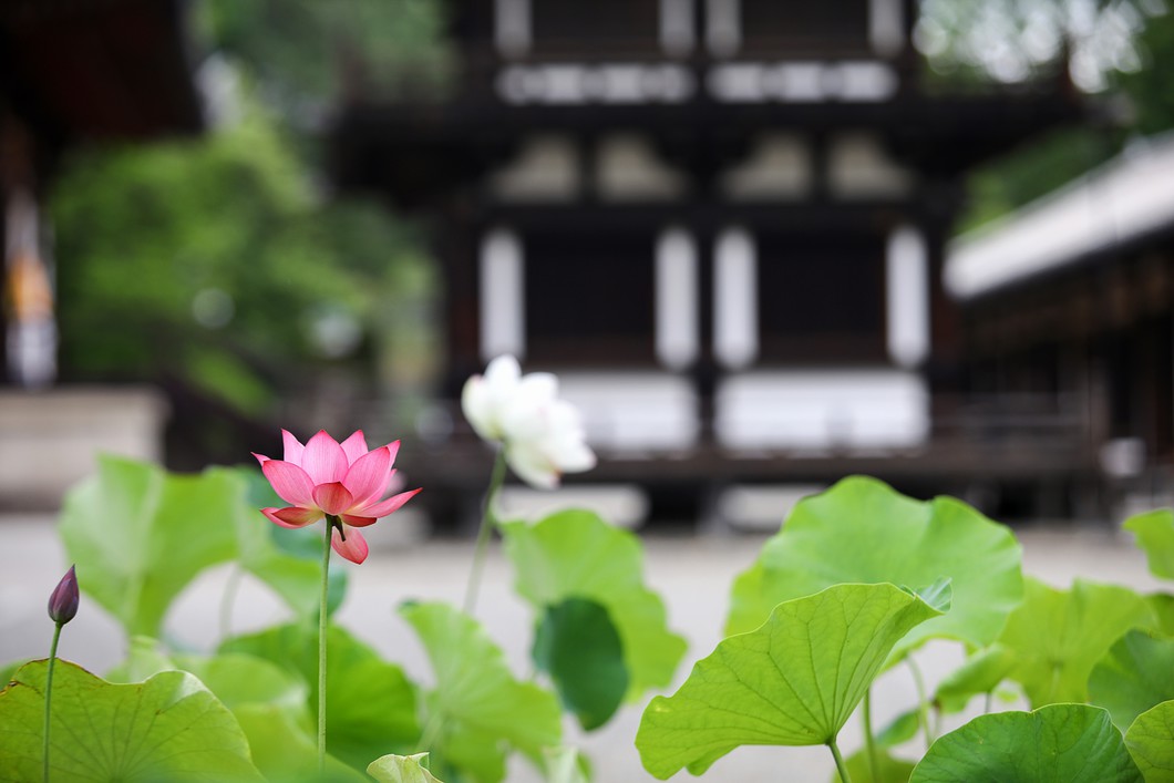 唐招提寺の蓮※イメージ