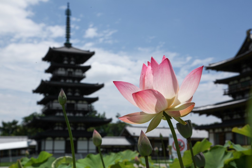 薬師寺の蓮※イメージ