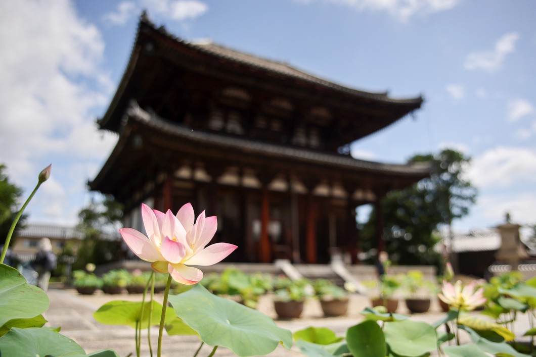 喜光寺の蓮※イメージ
