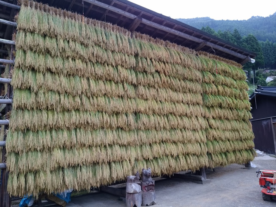 ハゼ場（はさ）で天日干しをする稲