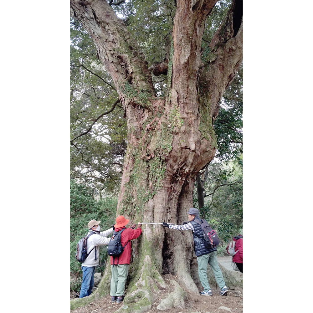 鹿苑前イチイガシ