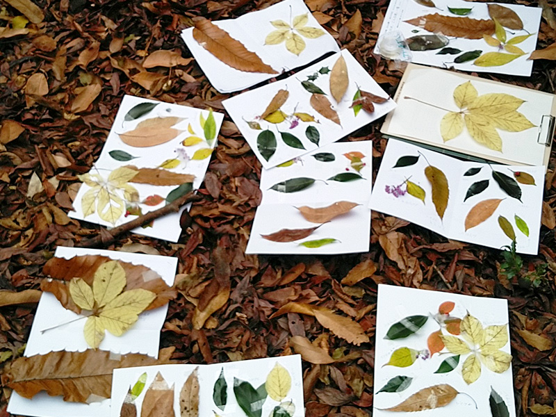 葉っぱ図鑑の作品