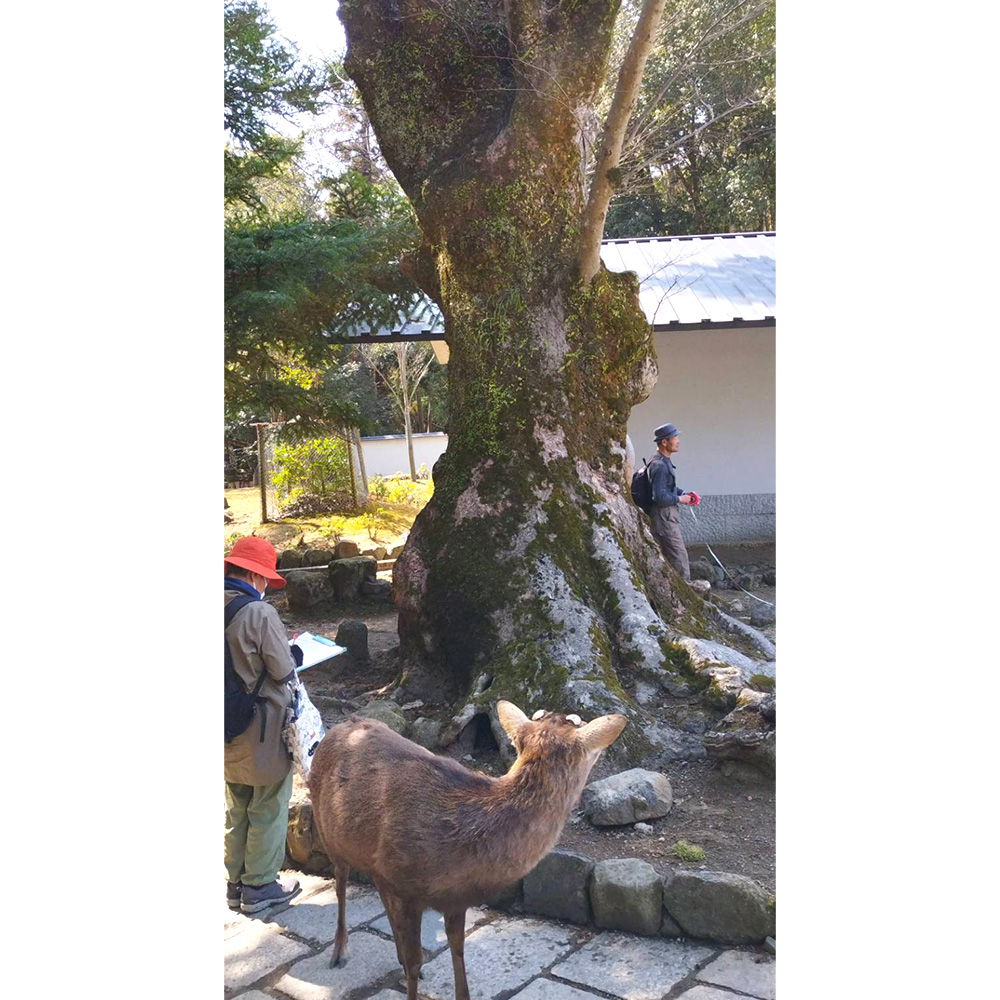 国宝殿前ケヤキ