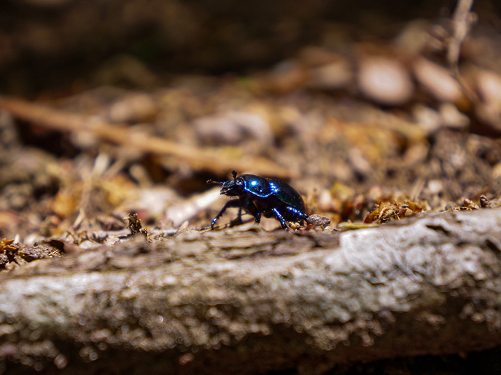 奈良公園でよく見られるオオセンチコガネ