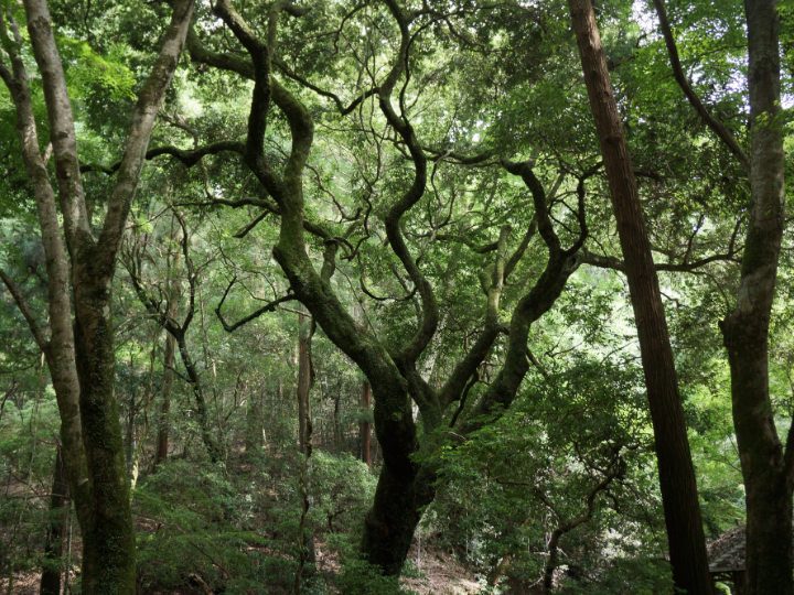 春日山遊歩道で見られるカシ類の巨木