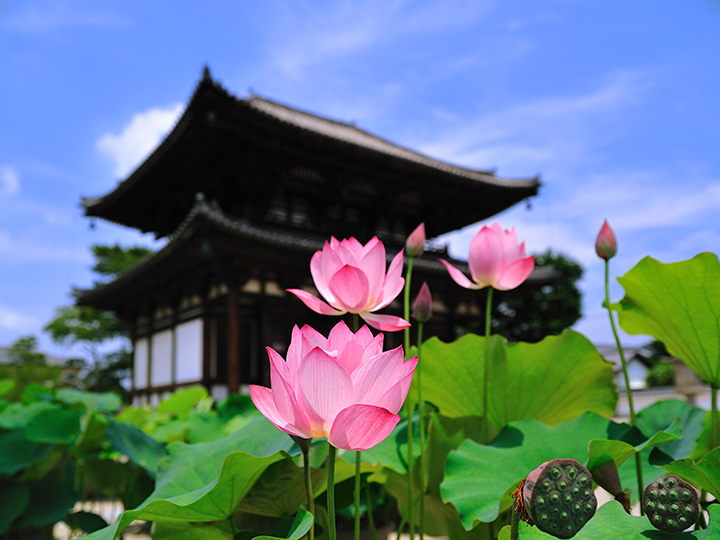 本堂と蓮