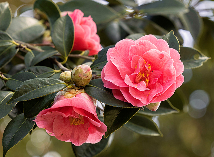 山茶花