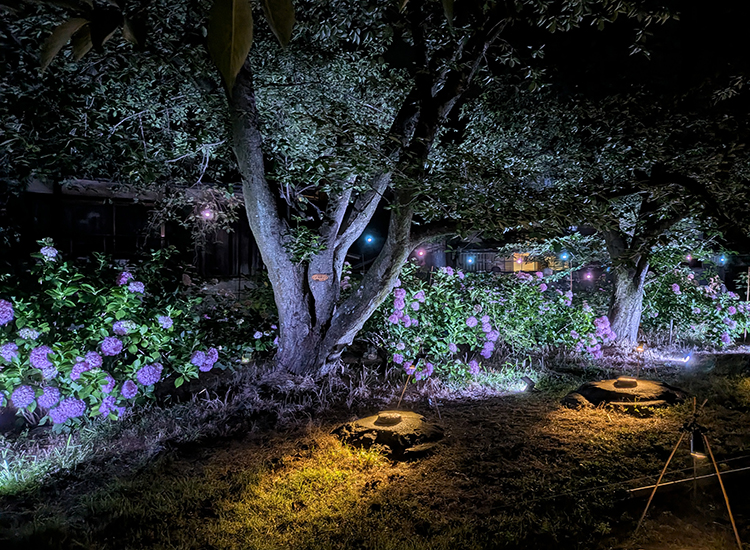 紫陽花
