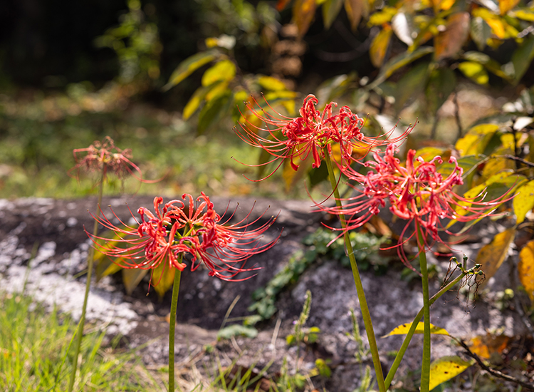 彼岸花・萩・酔芙蓉　