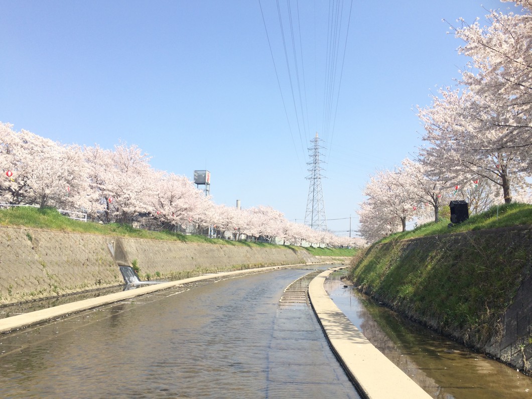 岡崎川の桜並木