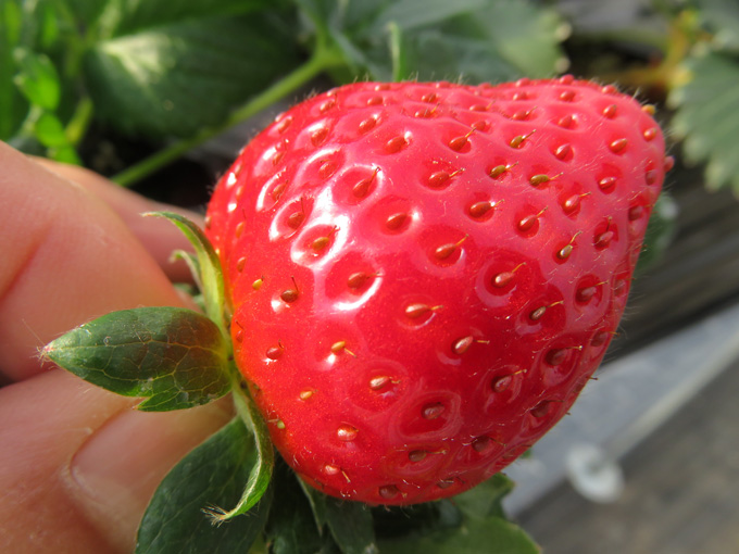 のどか村天空いちご古都華