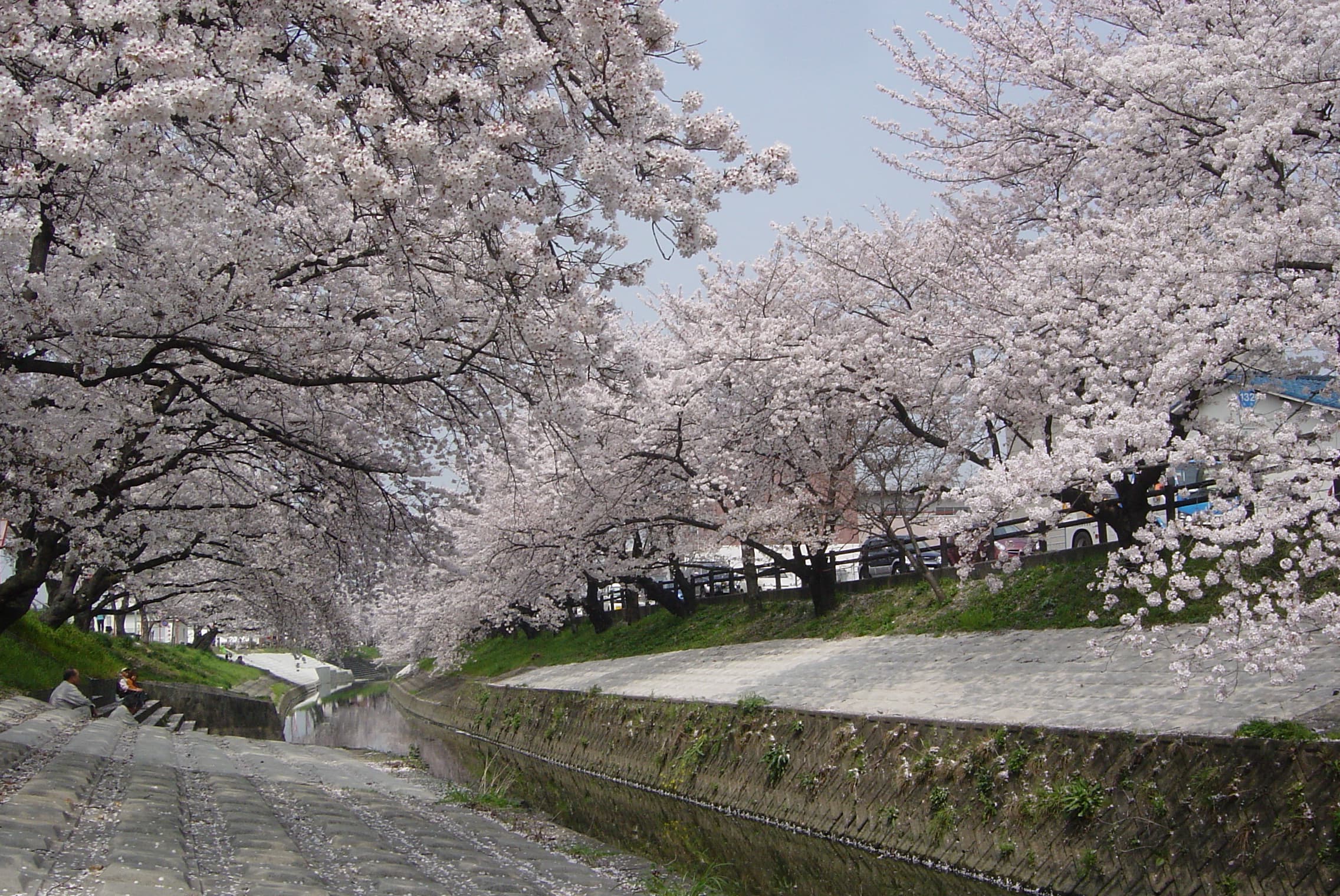 高田川の千本桜（高田川）