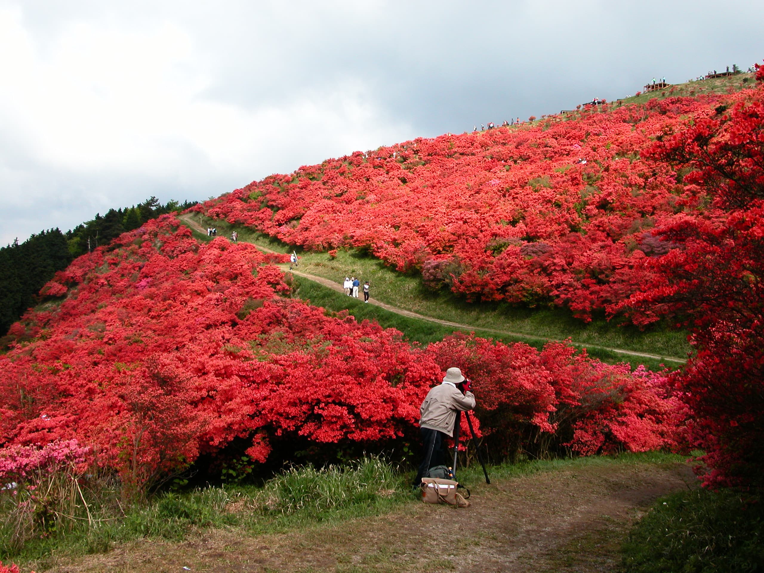 つつじ（葛城山）