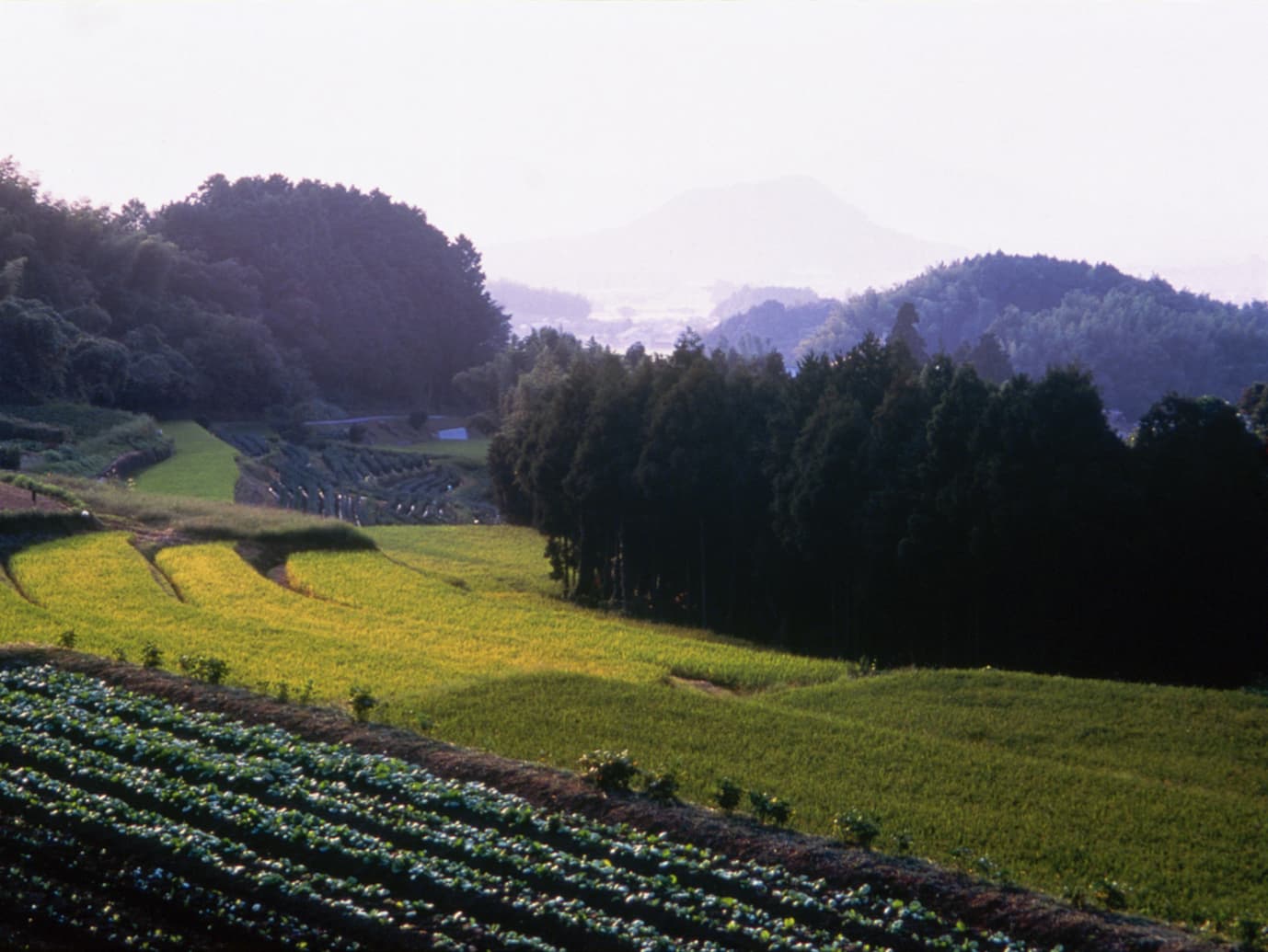 風景（飛鳥八釣の里）