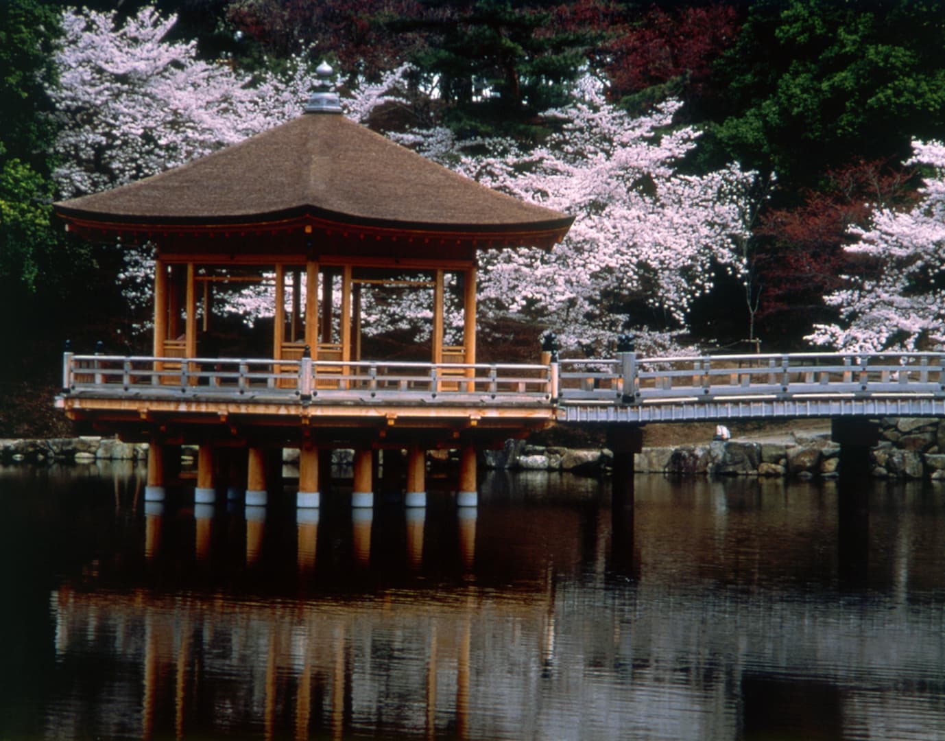 桜（奈良公園 浮見堂）