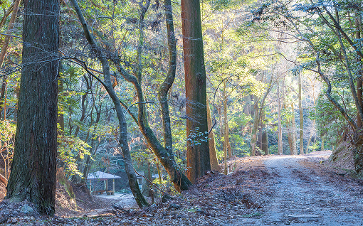 奈良公園の風景