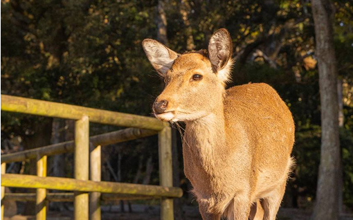 奈良公園の風景