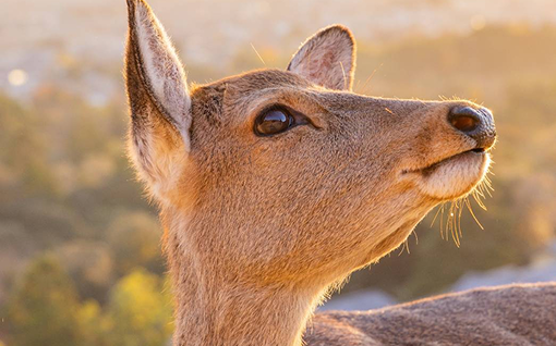 奈良公園の鹿