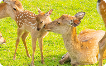 奈良公園の風景